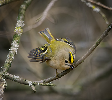 Goldcrest