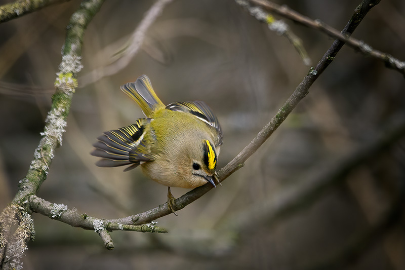 Goldcrest