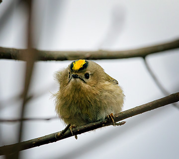 Goldcrest