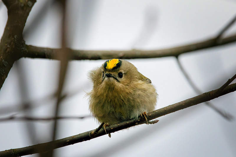 Goldcrest