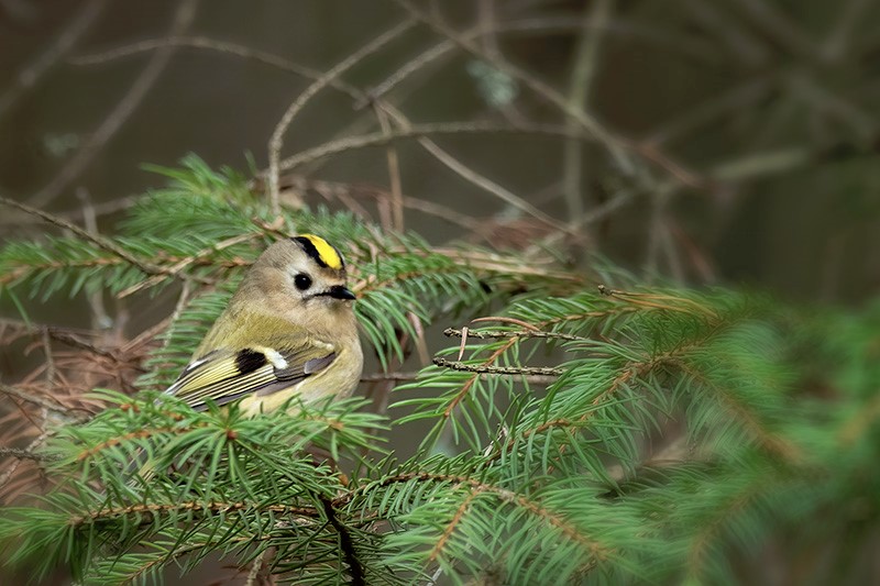Goldcrest