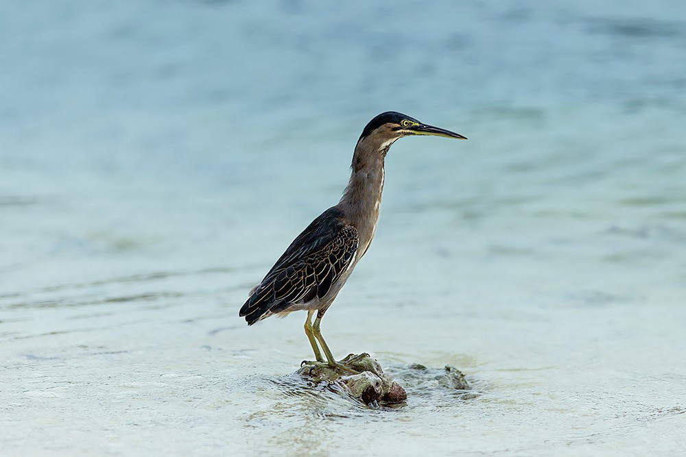 Green-backed heron