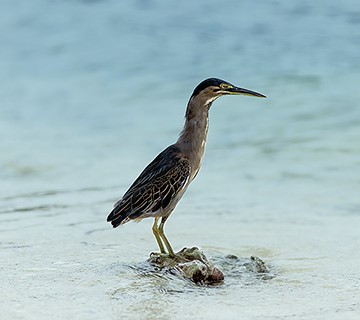 Green-backed heron