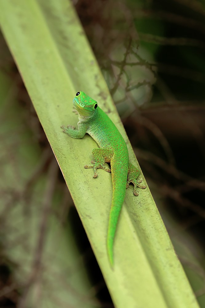 Seychelles day gecko