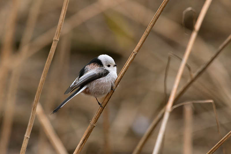 Long-tailed tit