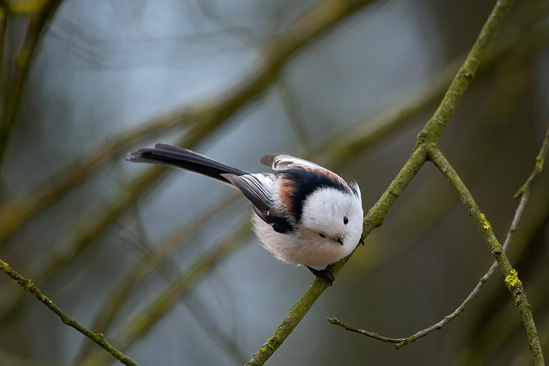 Long-tailed tit