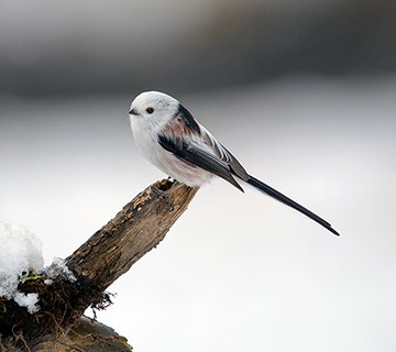 Long-tailed tit