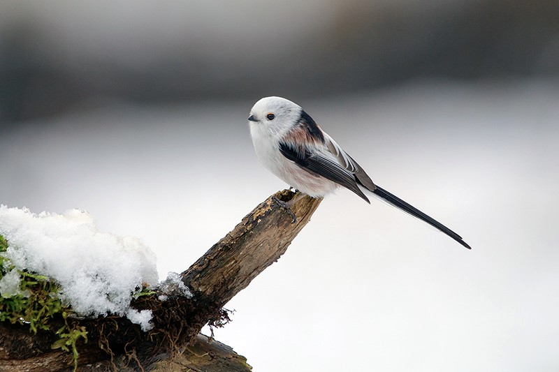 Long-tailed tit