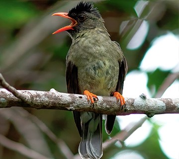 Seychelles bulbul