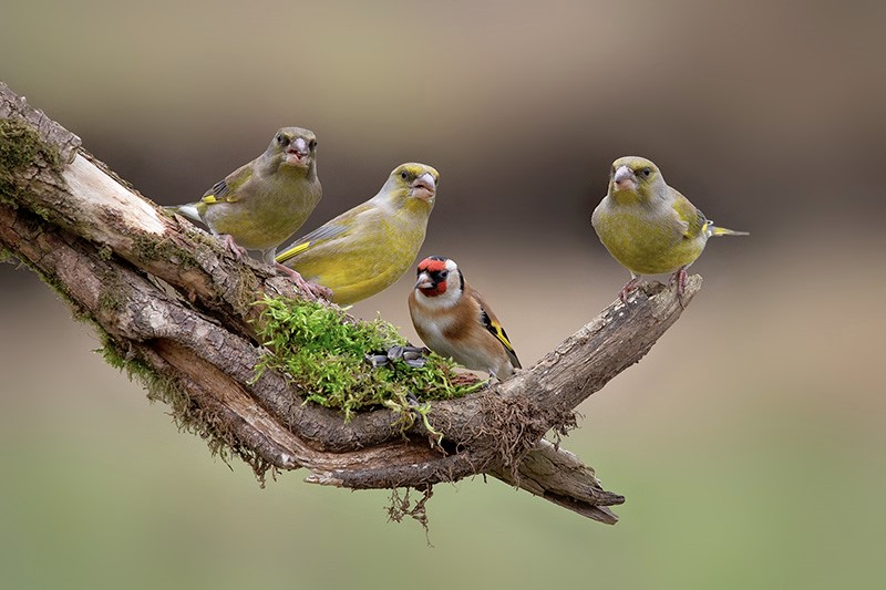 Siskins & Goldfinch
